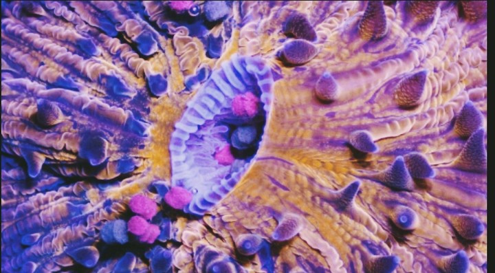 Under the Sea