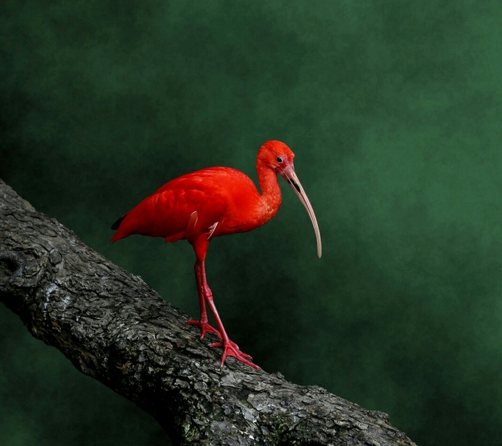 Red quill