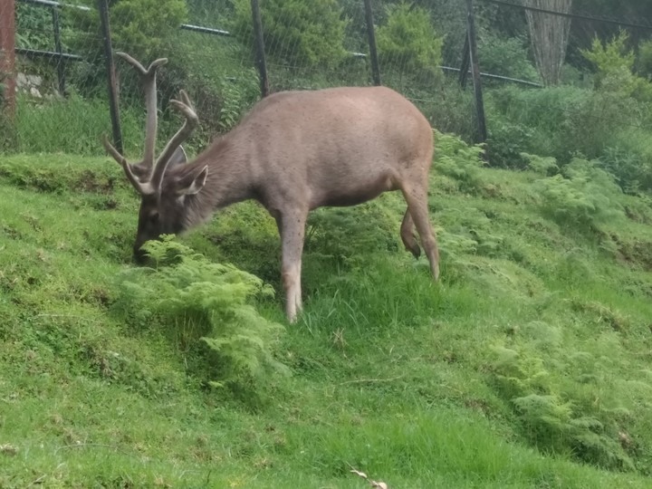 Reindeer