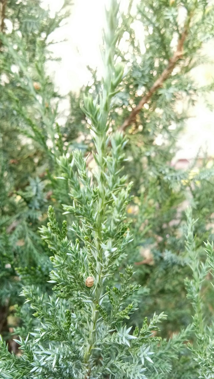 natuer