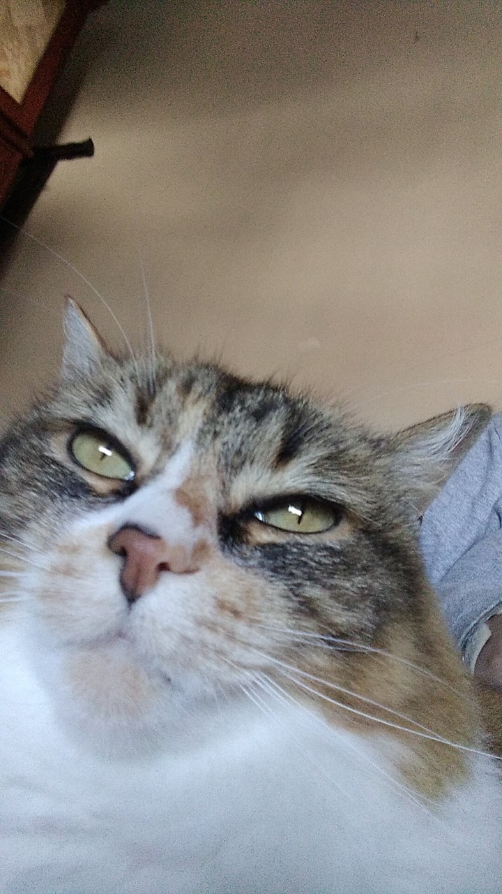 Gata
