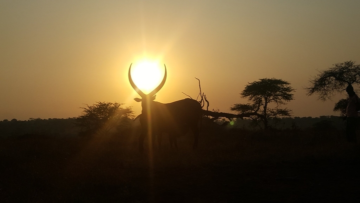 cattle on the field in Uganda Africa.