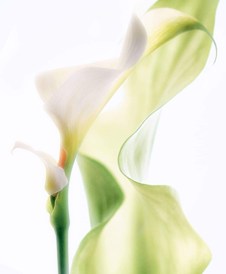calla