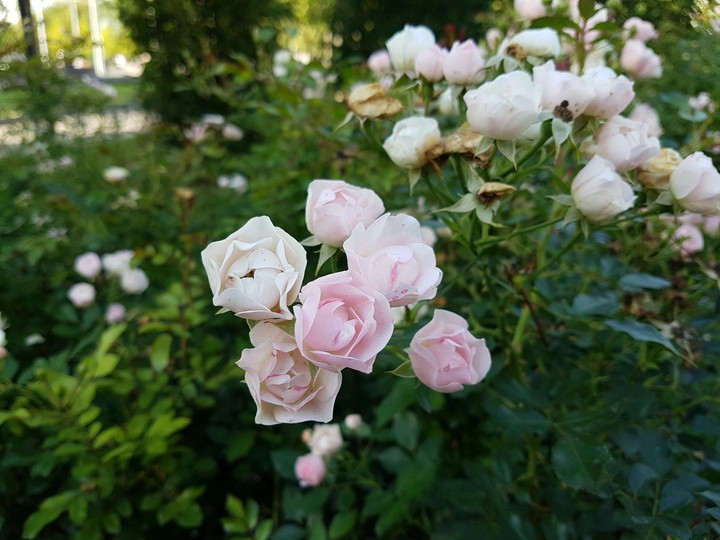Small roses