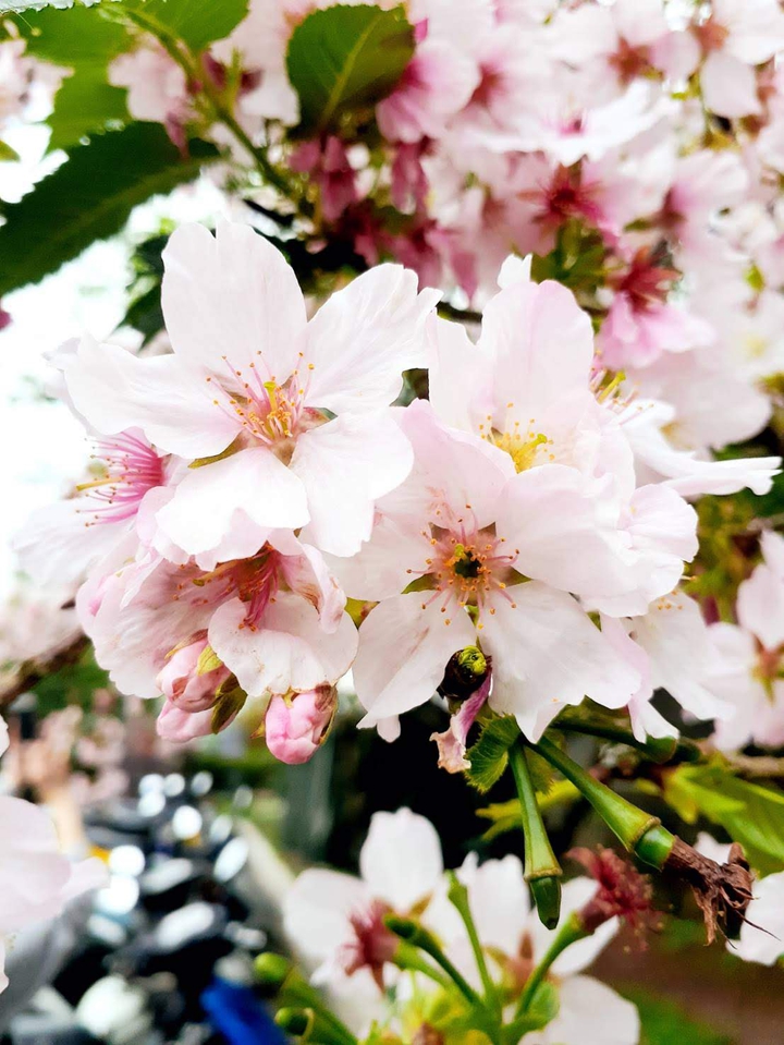 Flower 櫻花