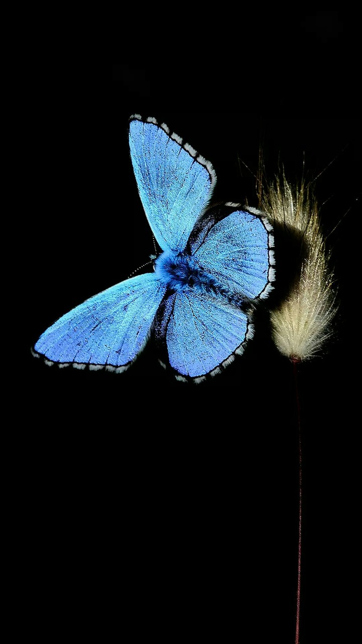 Lone Butterfly