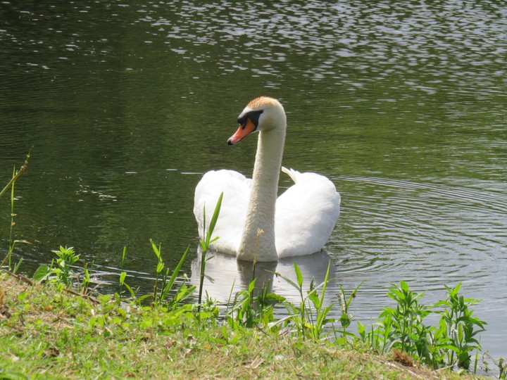 Swan