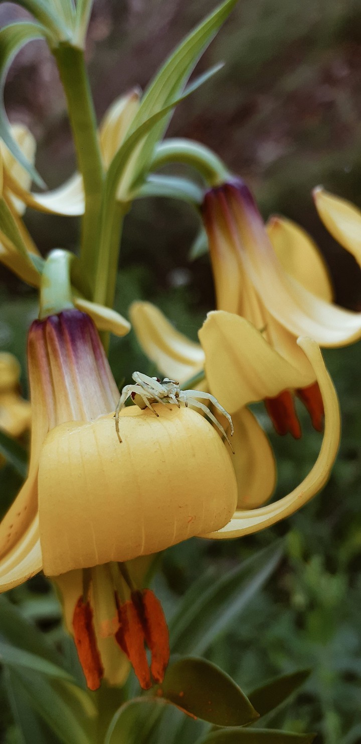 Flower, Spider