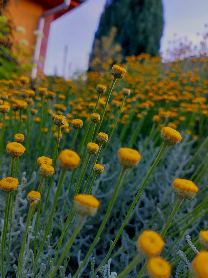 flower