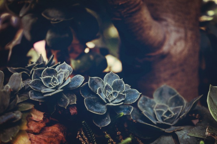 this flower looking so good π )))))))love((((((