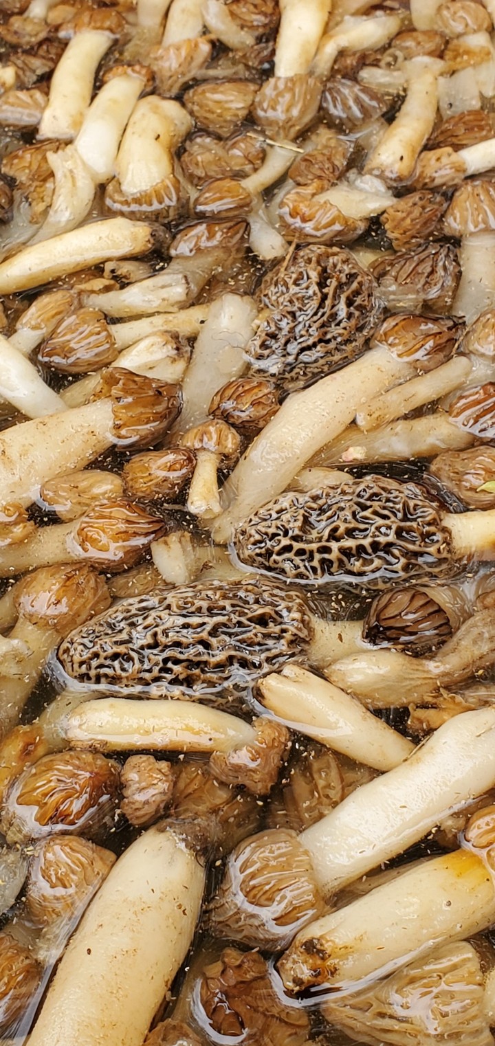 Morels