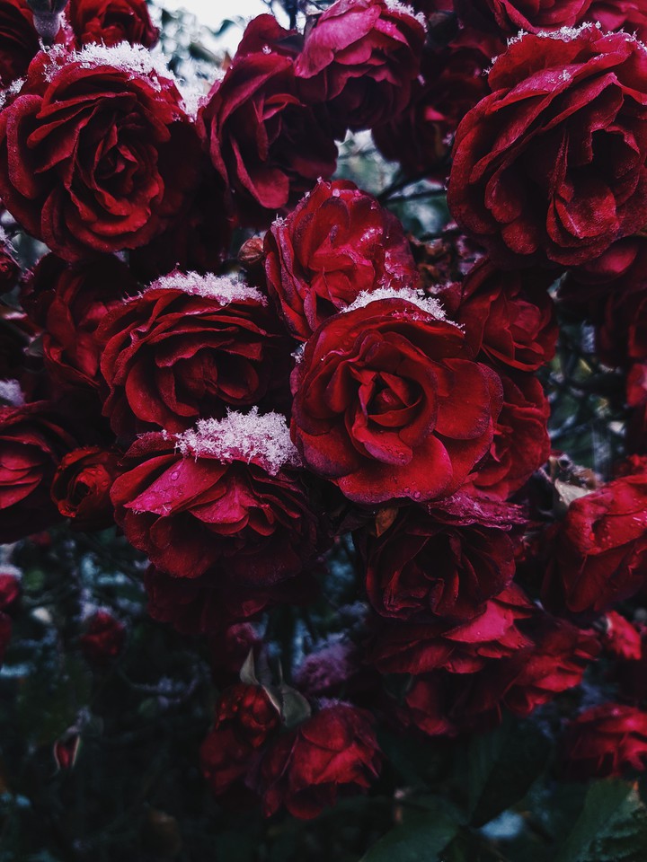 Winter rose