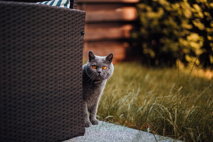 Cat British Shorthair Look Out