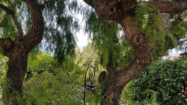 Gardens in Monaco