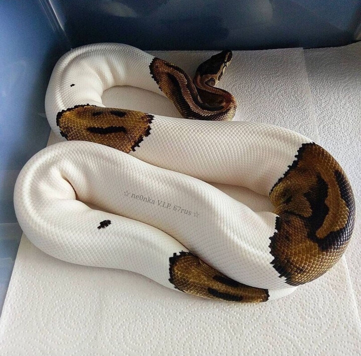 viper