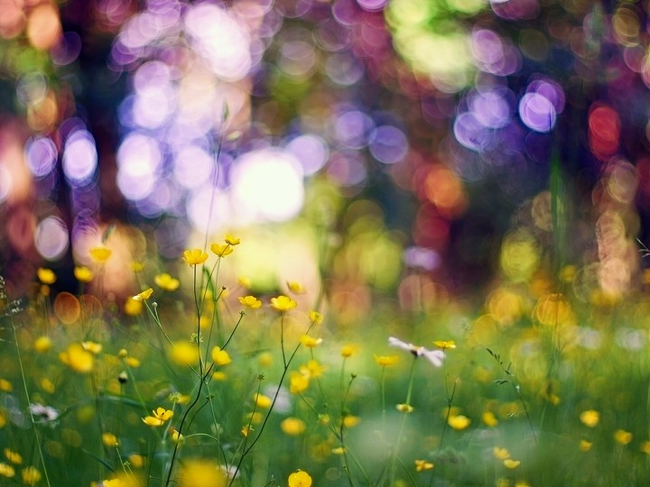 Summer colors