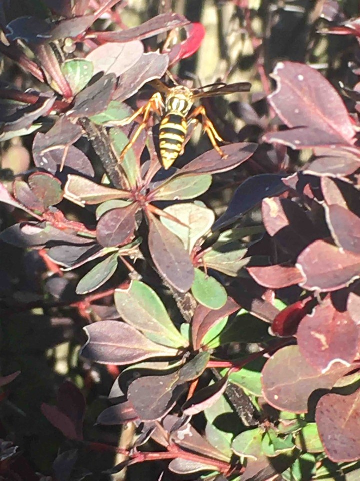 Wasp
