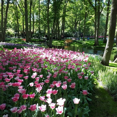 Pink tulips