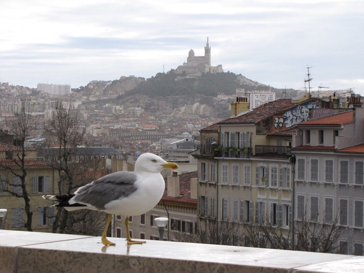 a common gull