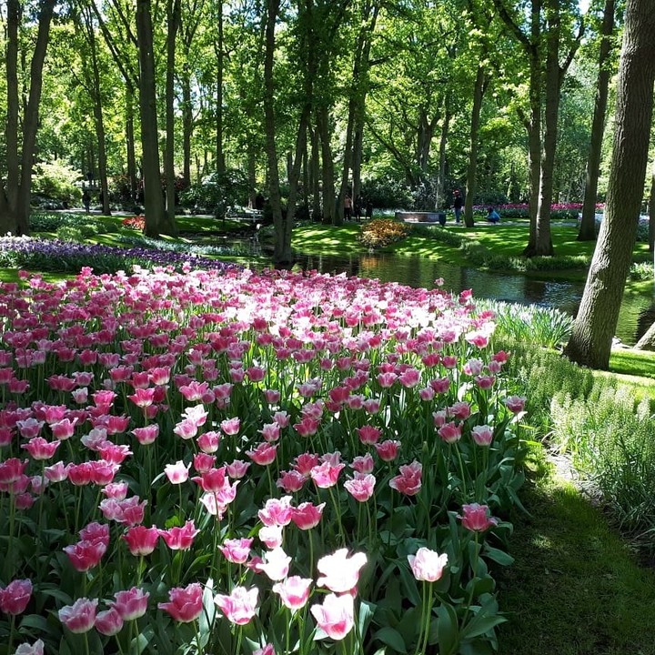Pink tulips