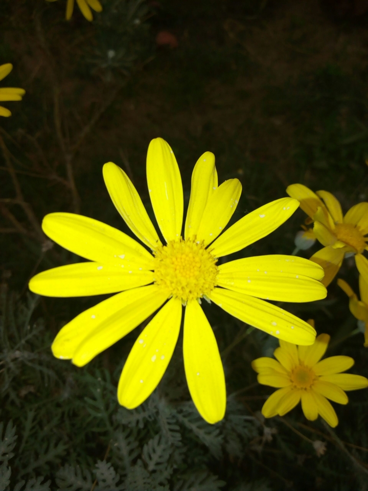 flower