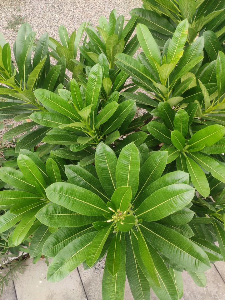 Plant