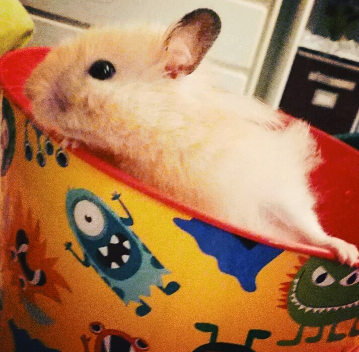 fuzzy bundle of cuteness