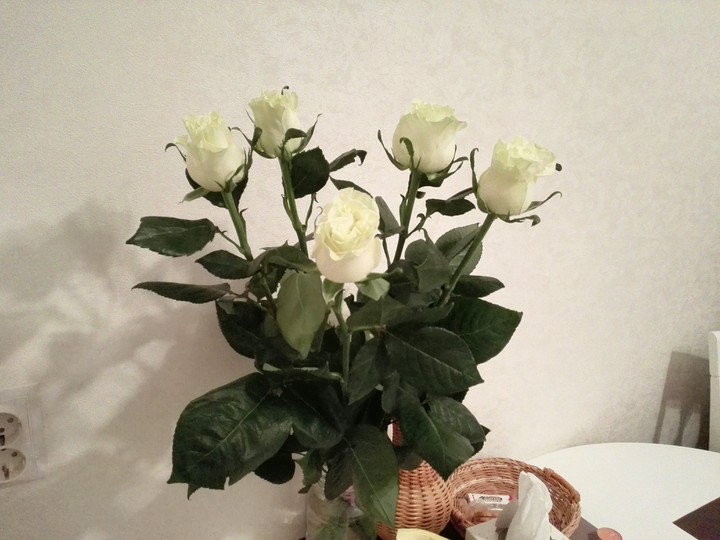 rose, flowers