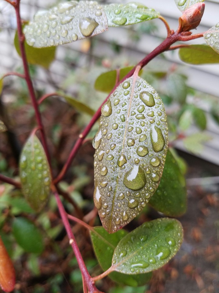 Rainy Days