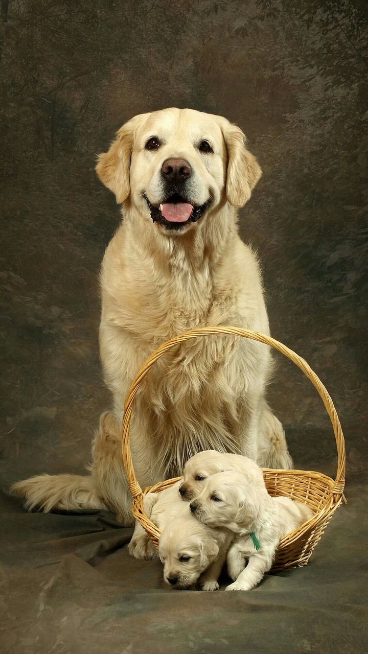 Buddy