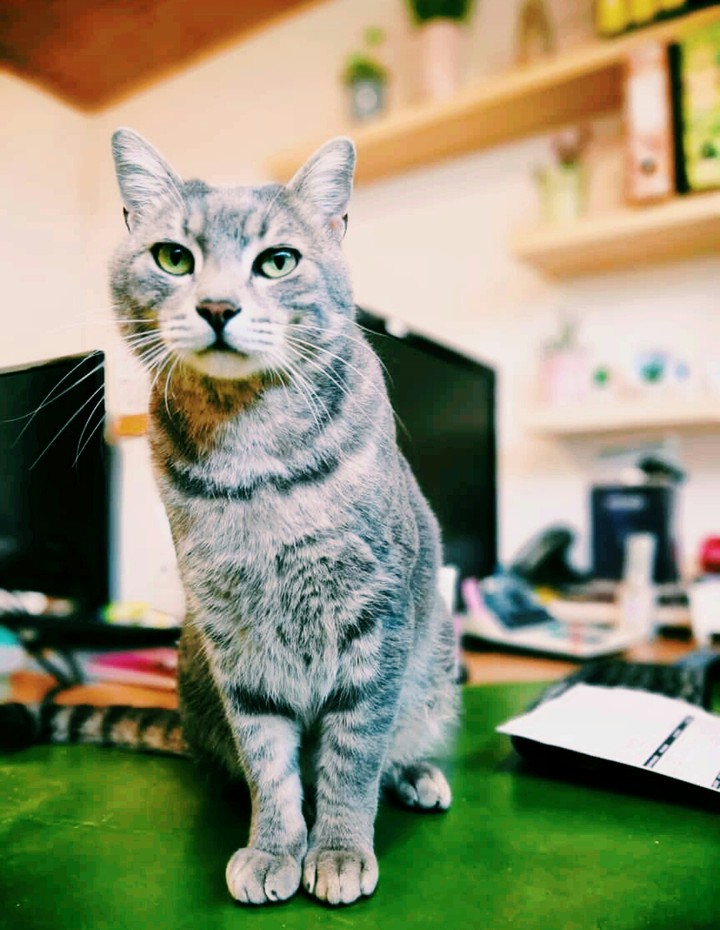 Cat