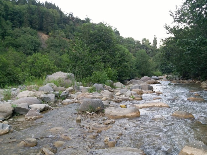 Water & Trees