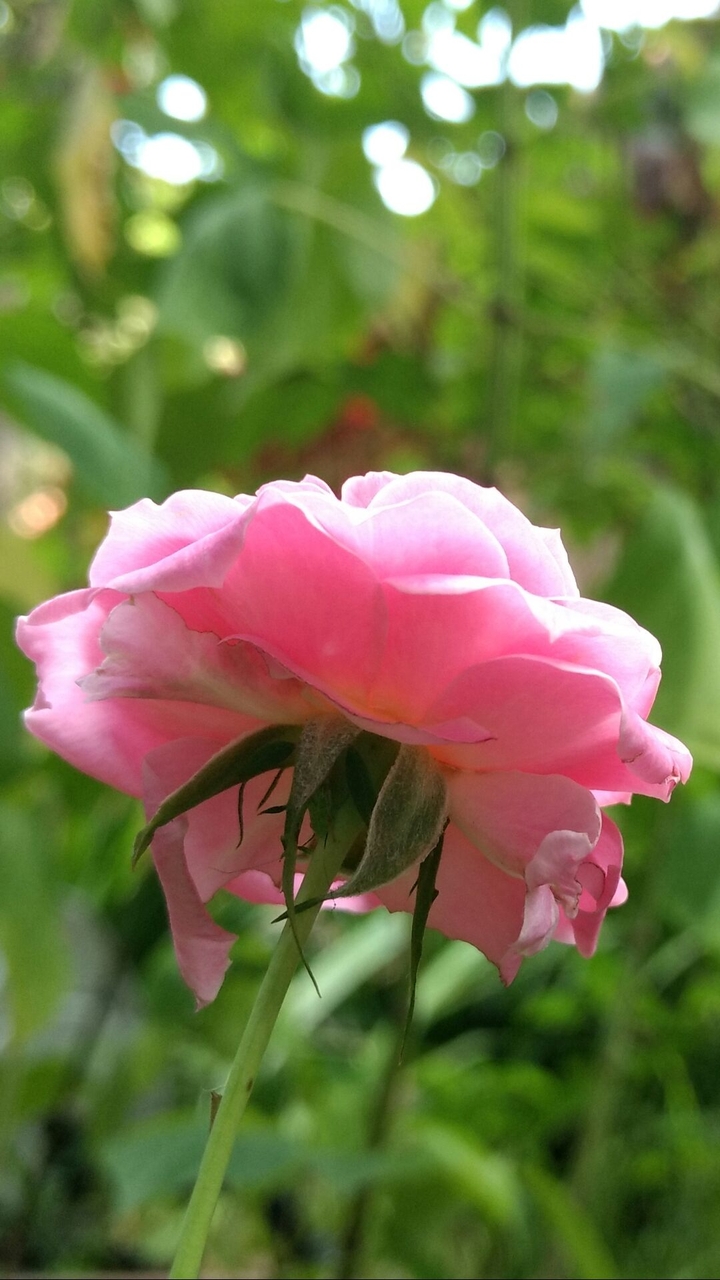 rosa