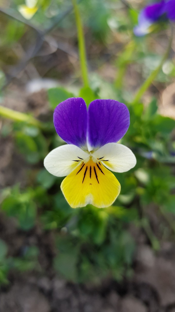 spring flower