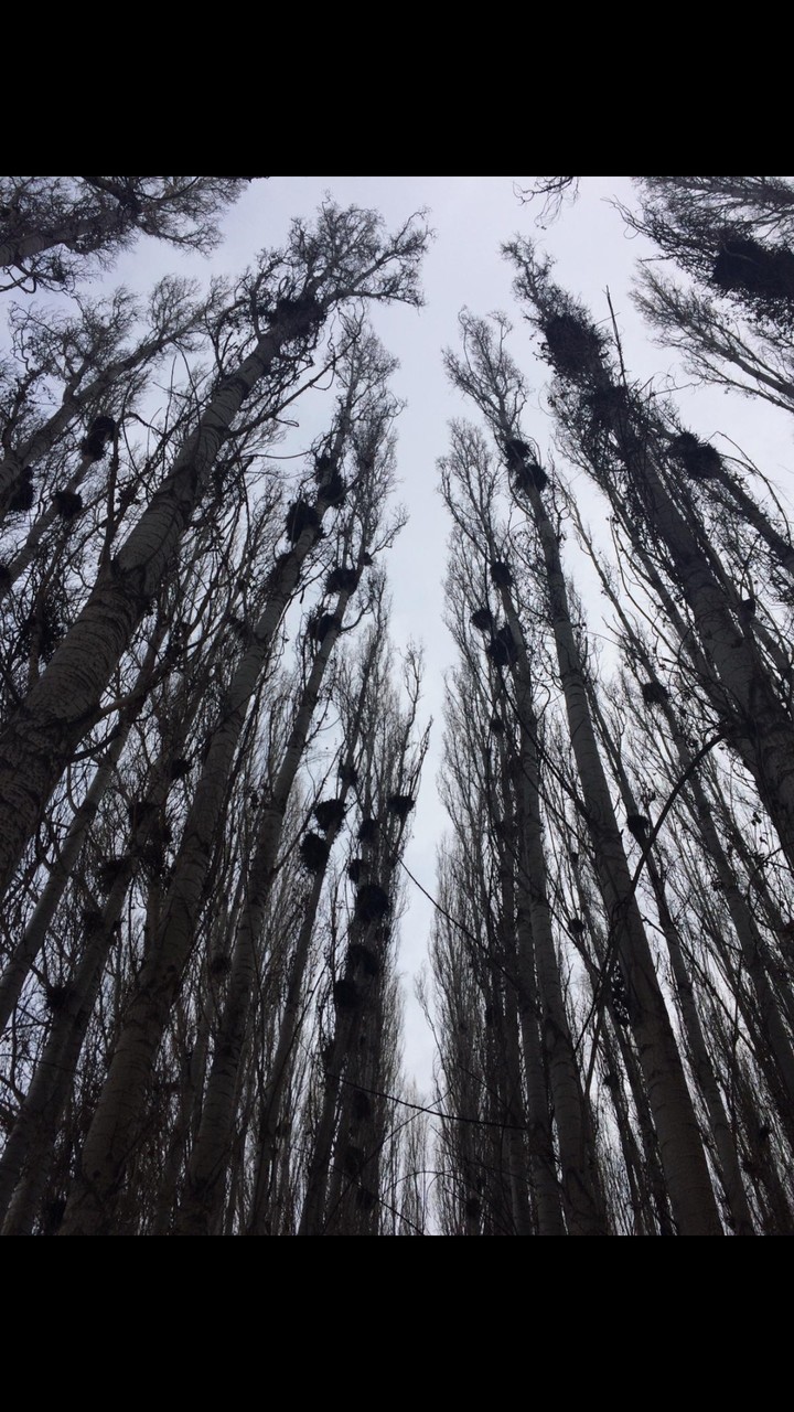 tree