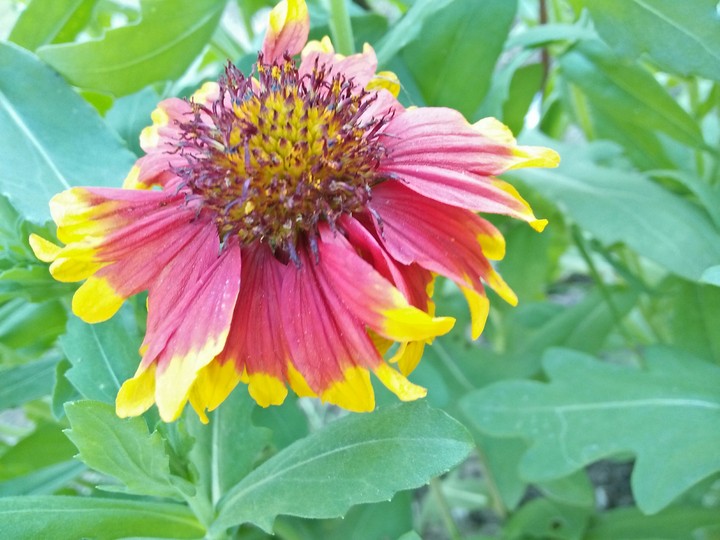 flower