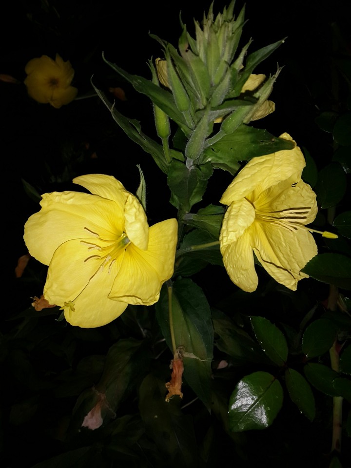 yellow flowers
