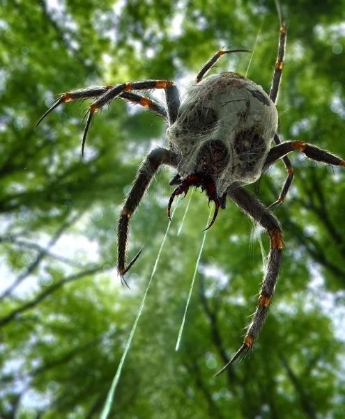 Aranha Australiana