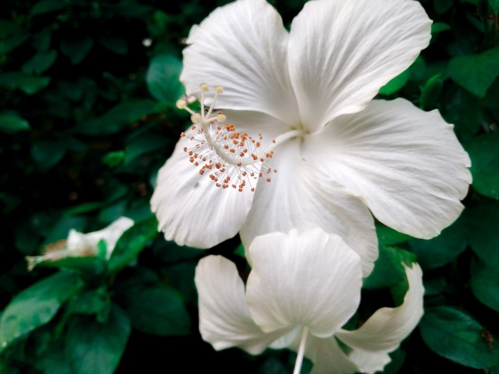 white flower