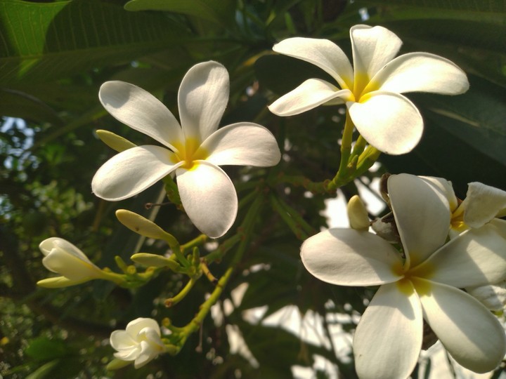 white flower