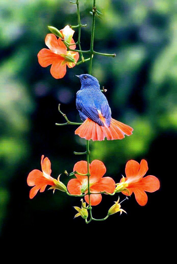 It orange-colored flower & it bird.