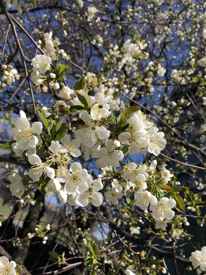 Spring