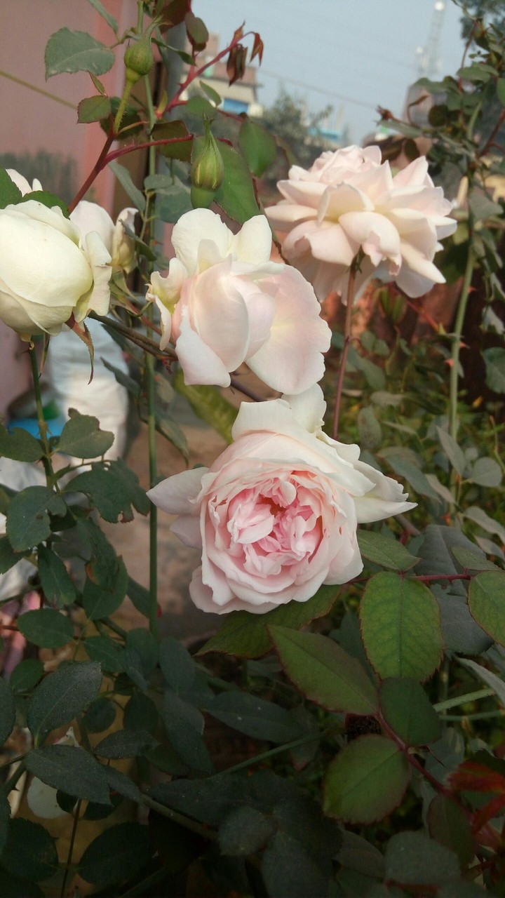 White Rose