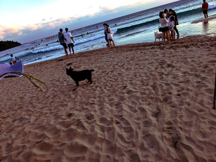 single dog
