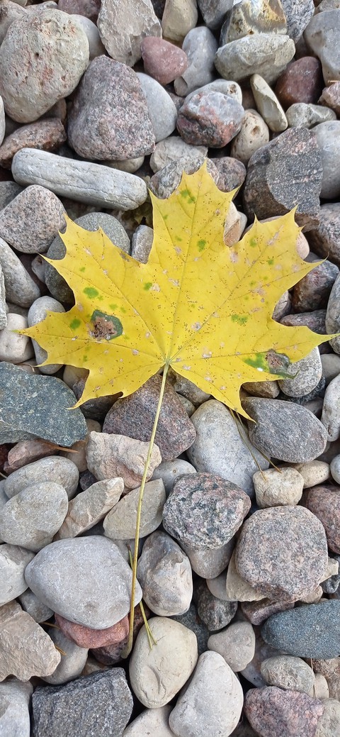 stones and leaf