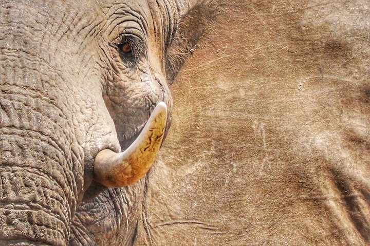 Elefant aus Sambia