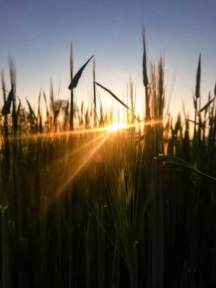 grain