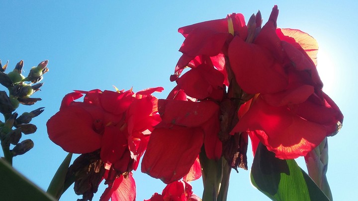 red flower