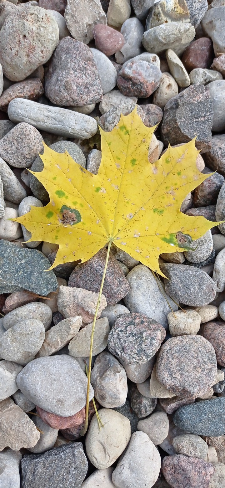 stones and leaf