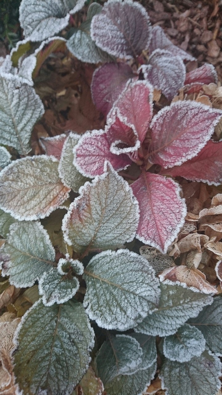 frozen leaves